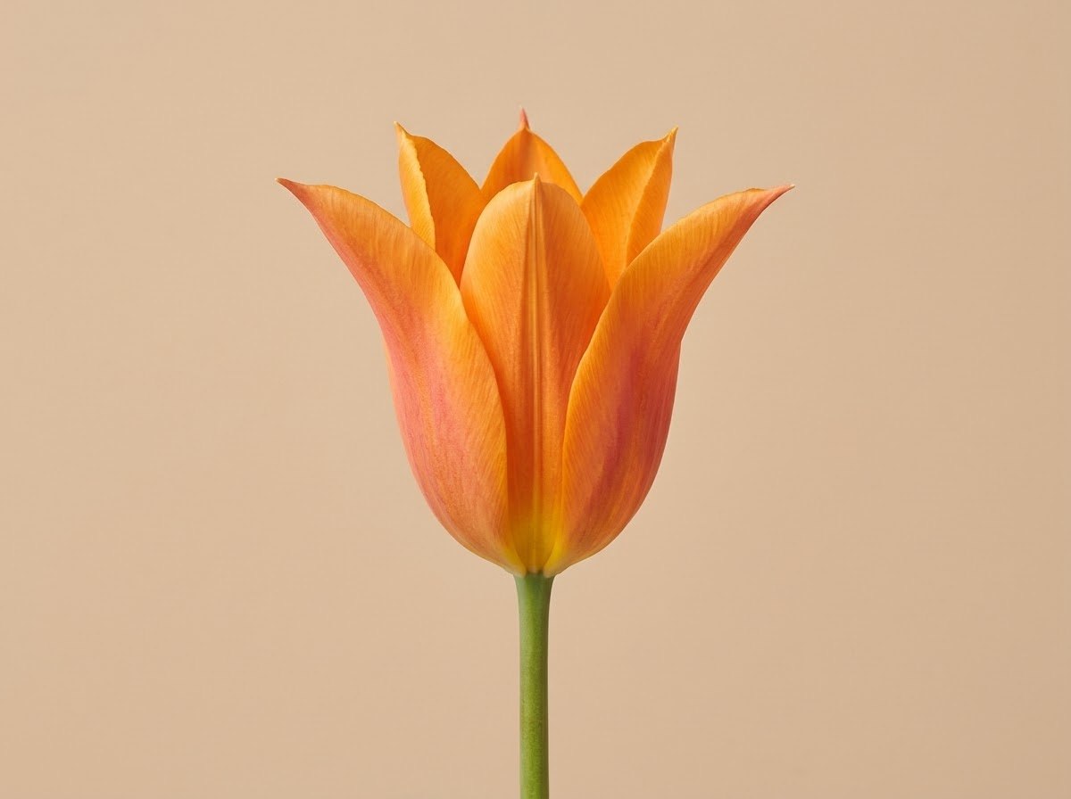 Tulip 'Ballerina'